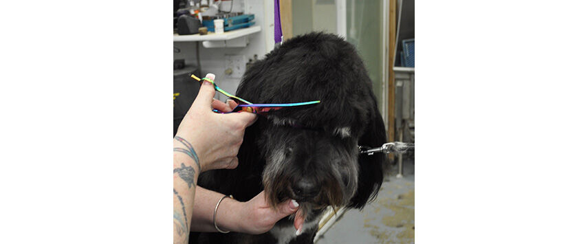 Grooming the Bernadoodle
